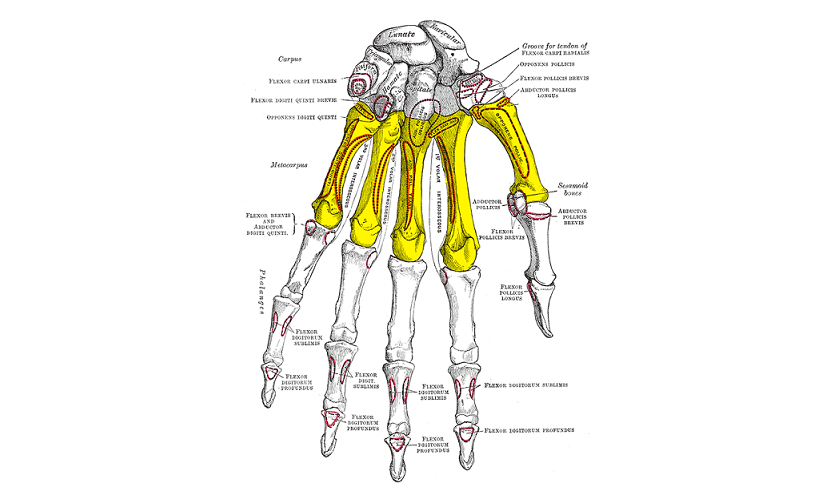 Ossa Carpi - El bileği kemikleri - Anatomi