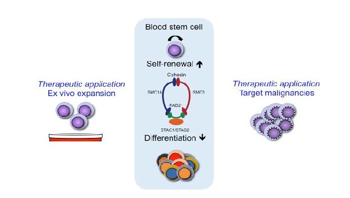 A quartet of genes controls growth of blood stem cells