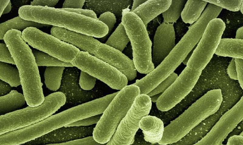 Bazı Bakteriler Stres Altında Hücre Duvarını Kaybediyor