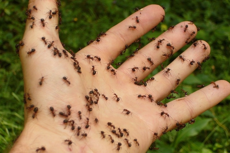 Karıncalar, ekosistem için büyük önem taşıyor.