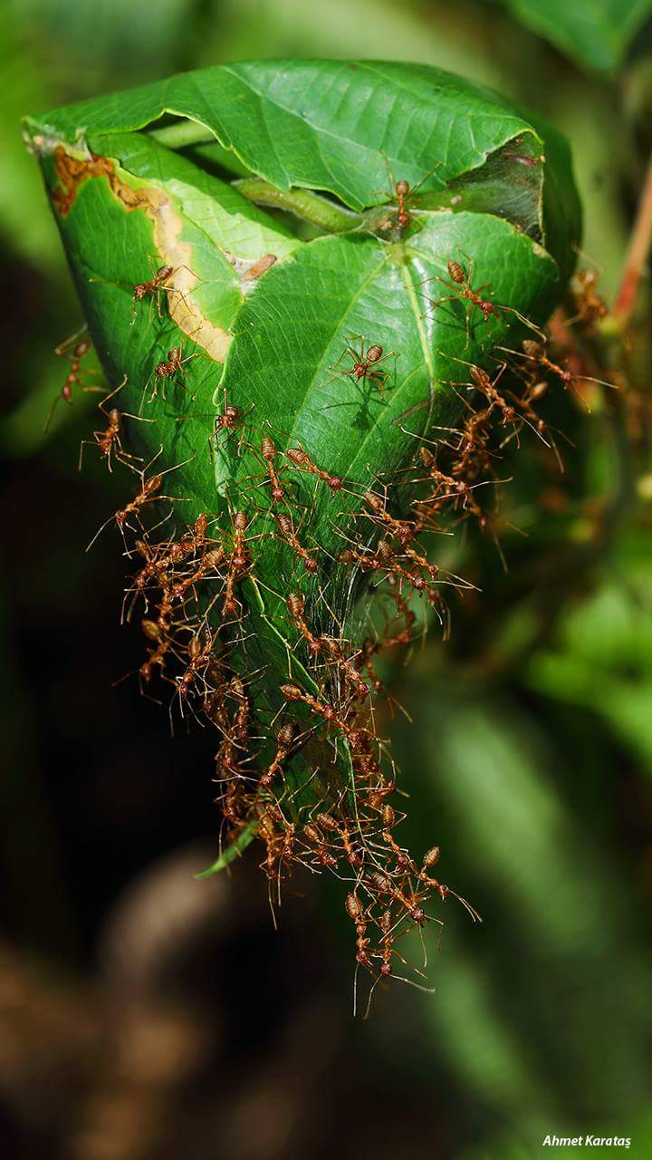 Ateş Karıncaları (Oecophylla sp.)