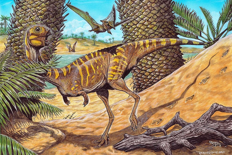 Berthasaura leopoldinae adlı dişsiz dinozor; 80 ila 70 milyon yıl önce, Brezilya’nın güneyinde yer alan keşfedildiği bölge henüz bir çöl ortamıyken yaşadı. C: Illustration By Maurilio Oliveira