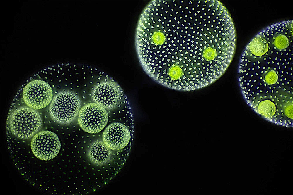 Yeni çalışma, tek hücrelilikten çok hücreliliğe geçişe ışık tutuyor
