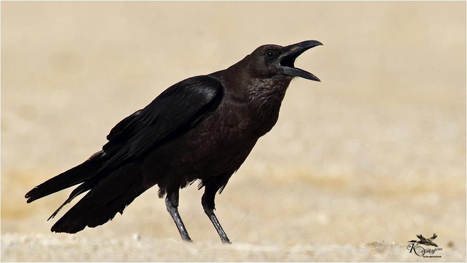 Corvus ruficollis - Çöl Kuzgunu