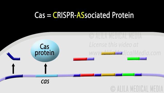 CRISPR / Cas-9 Sistemi Nasıl Çalışır