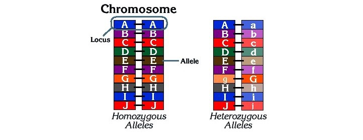 Crossing-Over (Kromozomal Gen Değişimi) Nedir ?