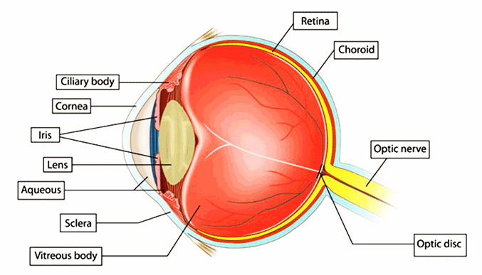 Gözün yapısı göz anatomisi