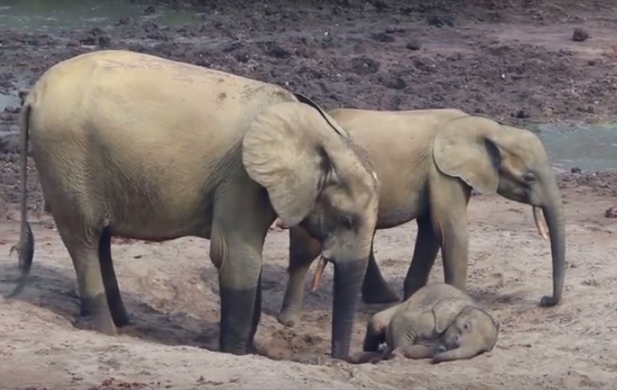 Forest Elephants – The New Yorker (2015)