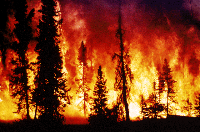 Orman Yangını, Nedenleri ve Korunma Yolları Nelerdir