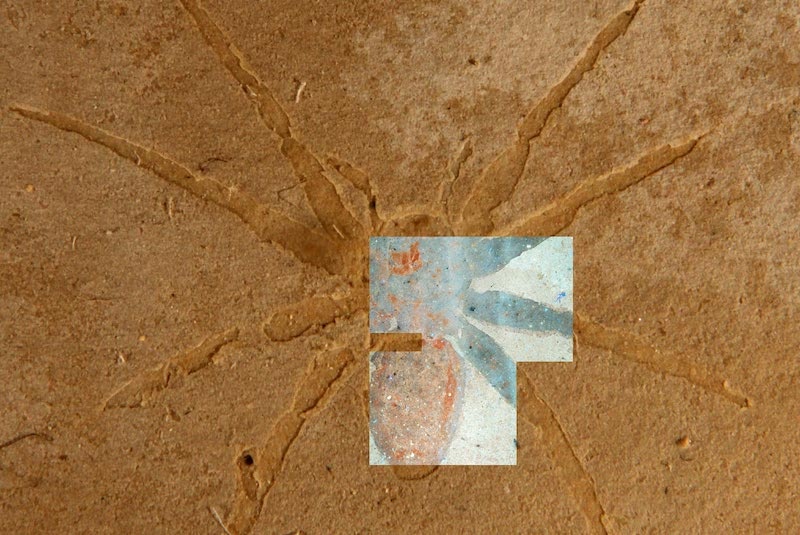 Fransa’dan fosilleşmiş örümcek. Üst üste bindirilmiş görüntü, aynı fosilin floresan mikroskobini gösteriyor. C: Olcott et al. 2022.