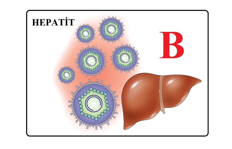  Hepatit B nedir? Nasıl bulaşır, belirtileri ve tedavisi..? Kapsamlı bilgi