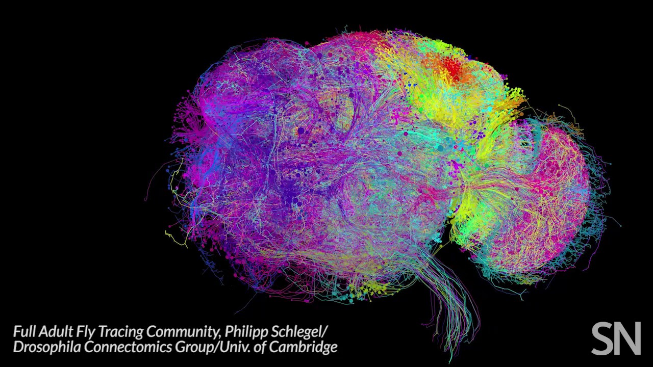 Rengarenk bir ağ: Meyve sineğinin beyin hücrelerinin en kapsamlı görüntüsü elde edildi