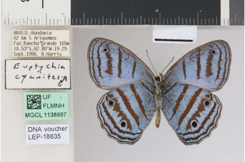 Yeni kelebek türüne emekli müze uzmanının adı verildi