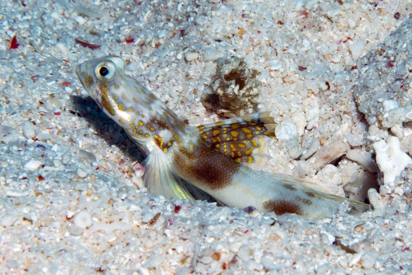 Büyük Bariyer Resifi'nde yeni balık türleri bulundu