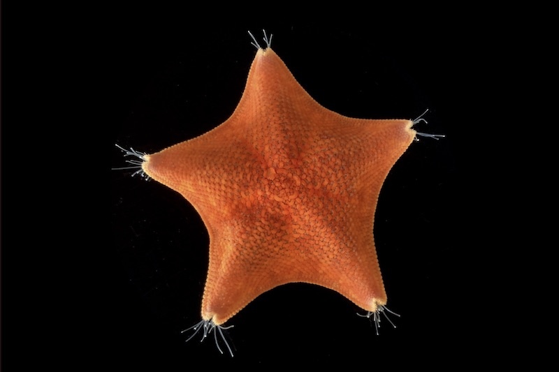 Deniz yıldızlarının (Patiria miniata) olağandışı beş eksenli simetrisi, hayvanların evrimi konusundaki anlayışımızı uzun süredir şaşırtıyor. C: Chan Zuckerberg Biohub