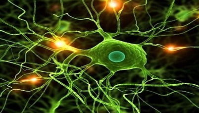 Nöron Oluşturan Kök Hücreler Bulundu