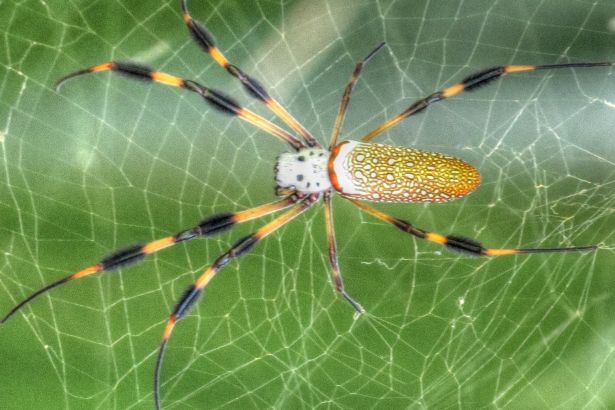 Biyomimetik süreçlerle yapay örümcek ipeği üretildi