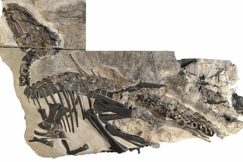 Trieste yakınlarında keşfedilen dinozor fosillerinin en büyüğü olan ‘Bruno’nun iskeleti.