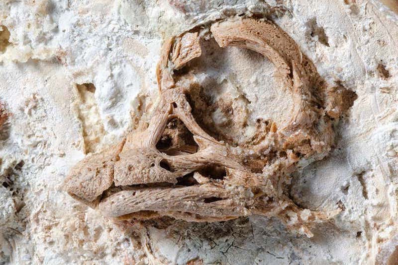 Bir titanozor embriyosunun kafatası, bu genç dinozorların bir boynuzu ve öne bakan gözleri olduğunu ortaya çıkardı. C: Martin Kundrát